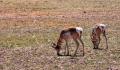 Two pronghorn bucks_Chino